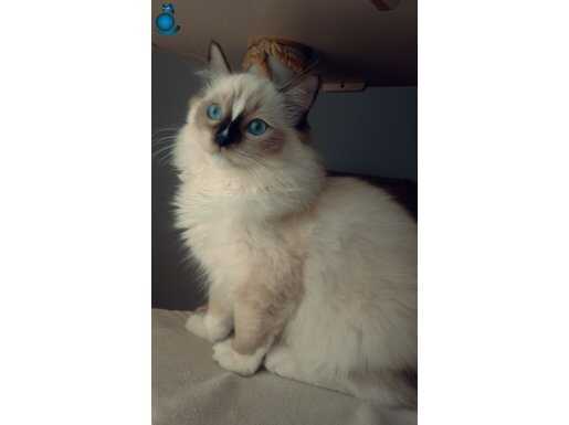 Uygun fiyata ragdoll yavru 