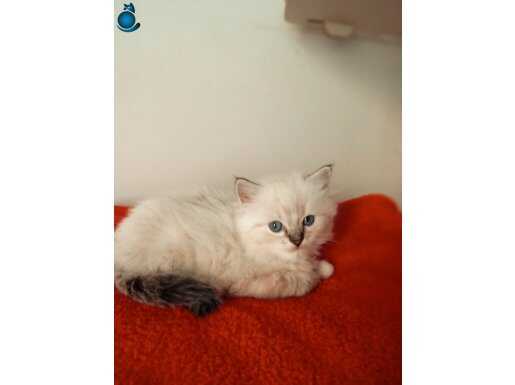 Ragdoll yavrular