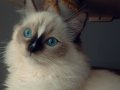 Uygun fiyata ragdoll yavru 