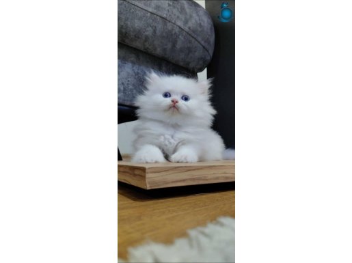 Safkan bebekler saglikli oyuncu uysal sevgi pitircigi evlat