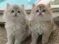 Safkan ırk garantili bebekler
