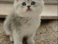 Safkan ırk garantili bebekler