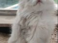 Safkan ırk garantili bebekler