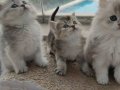 Safkan ırk garantili bebekler