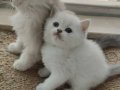 Safkan ırk garantili bebekler