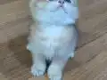 Safkan ırk garantili bebekler