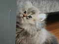 Safkan bebekler.. Temiz kan hattına sahiptir. Kırmalık yok. 