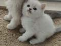Safkan bebekler.. Temiz kan hattına sahiptir. Kırmalık yok. 
