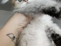 Safkan bebekler.. Temiz kan hattına sahiptir. Kırmalık yok. 
