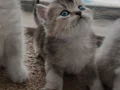 Safkan bebekler.. Temiz kan hattına sahiptir. Kırmalık yok. 