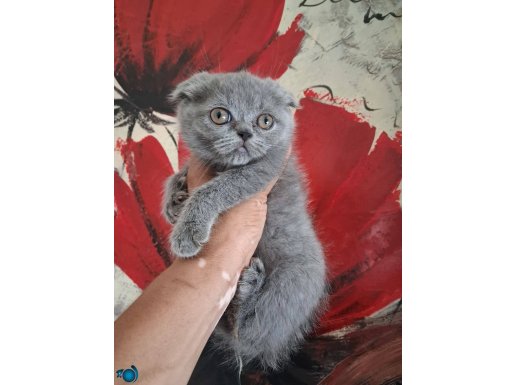 SAFKAN IRK SAGLIK GARANTİLİ YAVRULAR