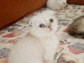Irk saglık garantili safkan yavrular