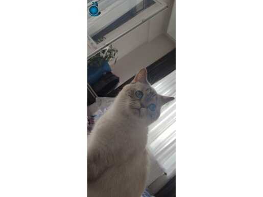 Hamile British Shorthair Pasaportlu