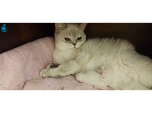 3 yaşında British Shorthair 