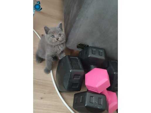 45-90 Günlük Yavrular