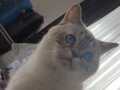 Hamile British Shorthair Pasaportlu