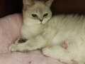 3 yaşında British Shorthair 