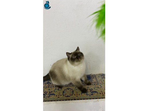 ücretsiz sahiplendirilecek ŞEKER.