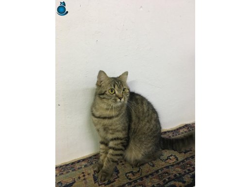Ücretsiz sahiplendirilecek MAYA
