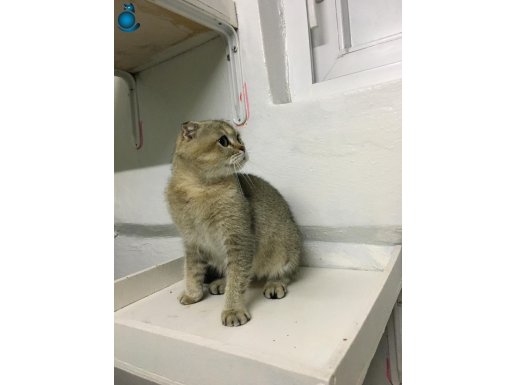 Ücretsiz sahiplendirilecek BEBEK.