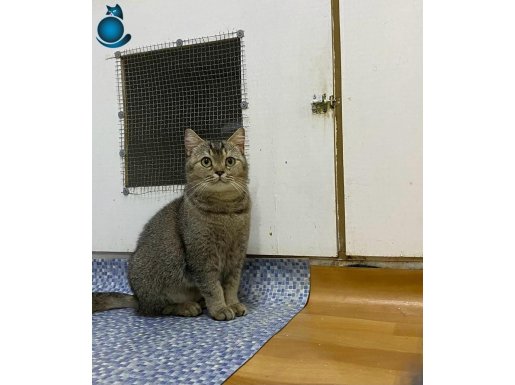 Ücretsiz sahiplendirilecek KARAM.