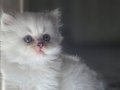 Mavi Gözlü Pamuk Tüy British Longhair Yavru