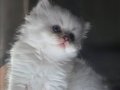 Mavi Gözlü Pamuk Tüy British Longhair Yavru