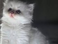 Mavi Gözlü Pamuk Tüy British Longhair Yavru