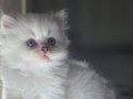 Mavi Gözlü Pamuk Tüy British Longhair Yavru