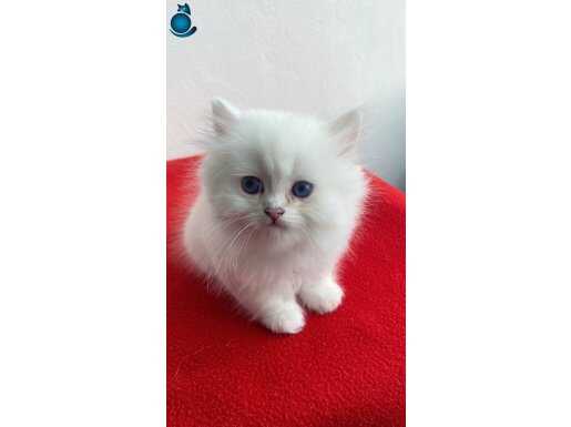 Maviş gözlü britişh bebekler