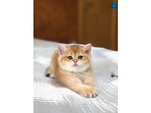 Scrli British shorthair golden 