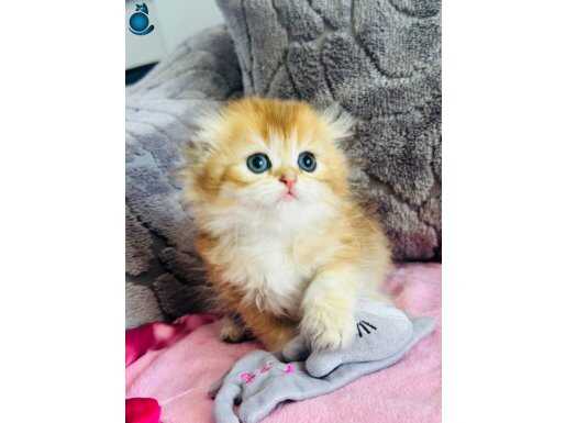 Scottish gold erkek SAfKAN