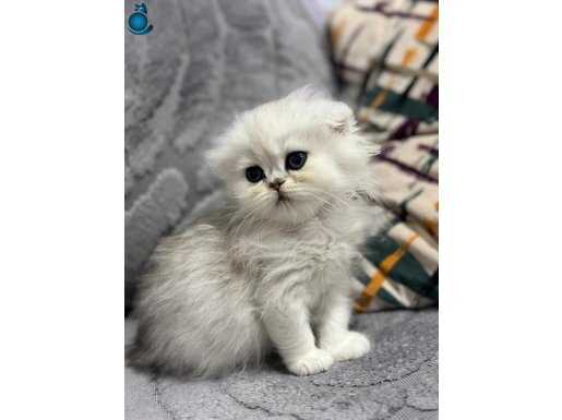 Scottish fold dişi safkan 