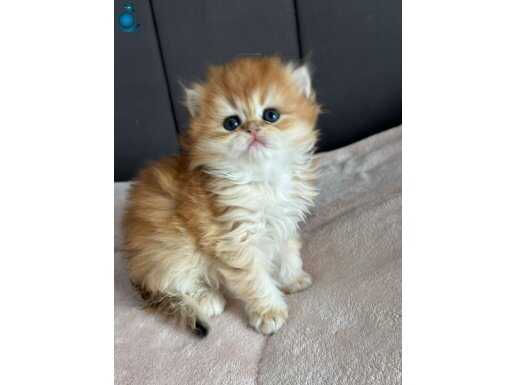 Safkan+ a kaliteli British Longthair yavrülar