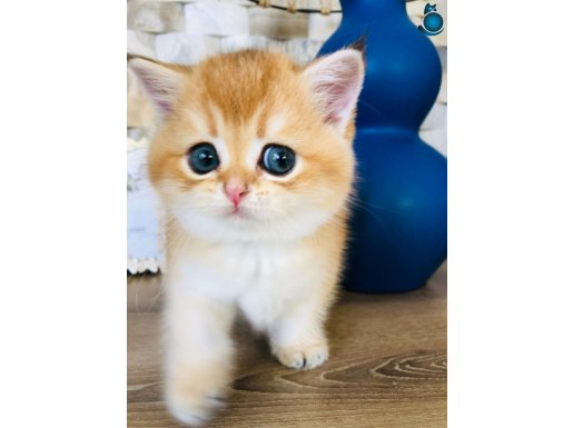 British shorthair golden 