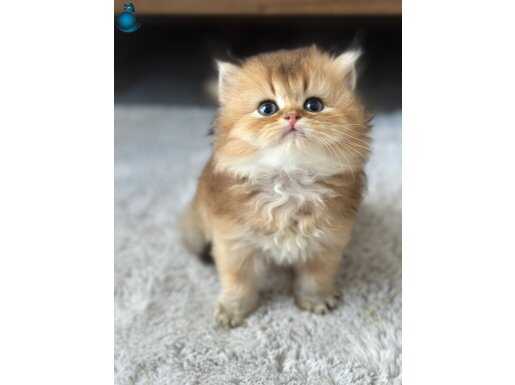 Safkan a kaliteli Longthair erkek