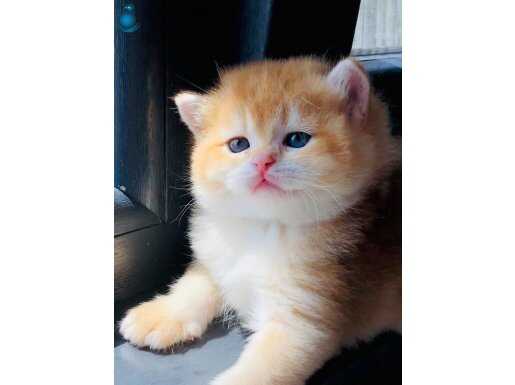 Portakal SAFKAN BRİTİSH Shorthair ny 12 renk kodu bal