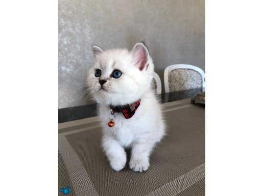 British shorthair silver point yavrular 