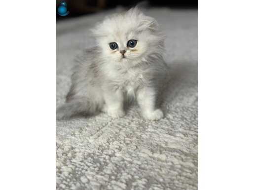 Welkome Scottish fold dişi ve erkek 