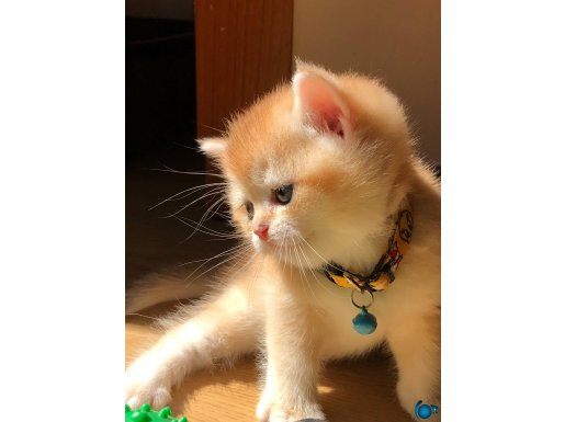 Orijinal British shorthair golden