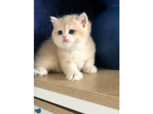 Safkan British shorthair Blue golden ay 12 renk kodu dişi 