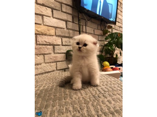 A kaliteli Scottish fold silver point yavrular 