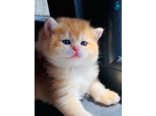 a kaliteli yavrular British shorthair 
