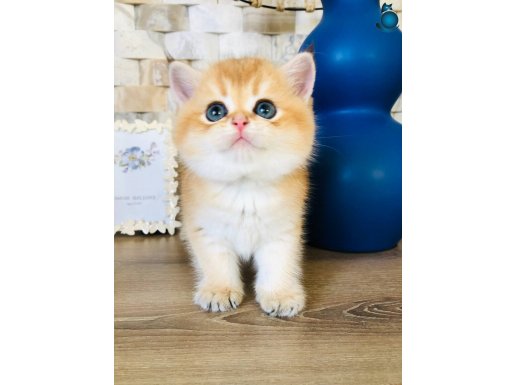 Portakal a kaliteli yavrular SAFKAN