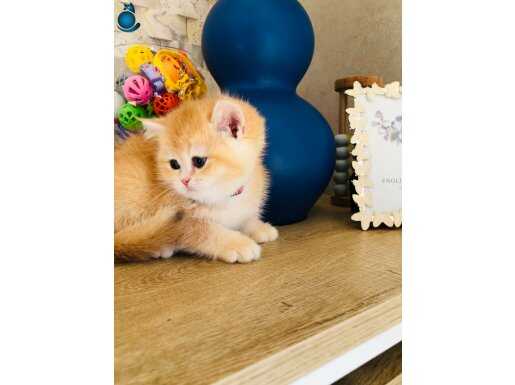 Bal yavrular British shorthair golden Ny 12 Ny 11 renk 