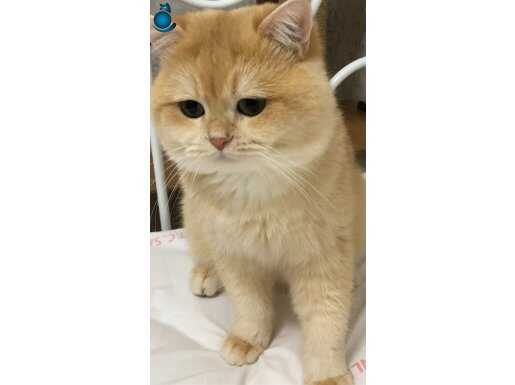 British shorthair golden ny 12 renk kodu 3 yaşında erkek 