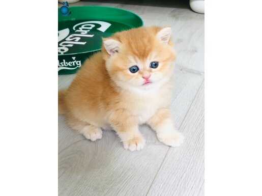 Scrli British shorthair yavrular SAFKAN 