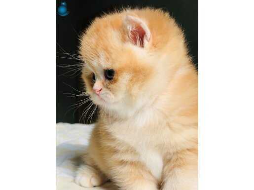 Ny 12 renk kodu British shorthair golden a kalite yavrular 