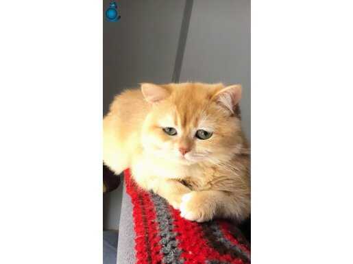 British shorthair golden ny 12 SAFKAN ERKEK scrli 