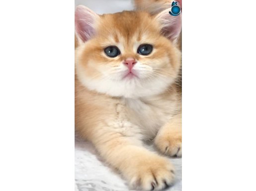 Scrli British shorthair golden 